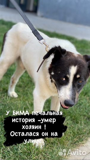 Мой хозяин умер