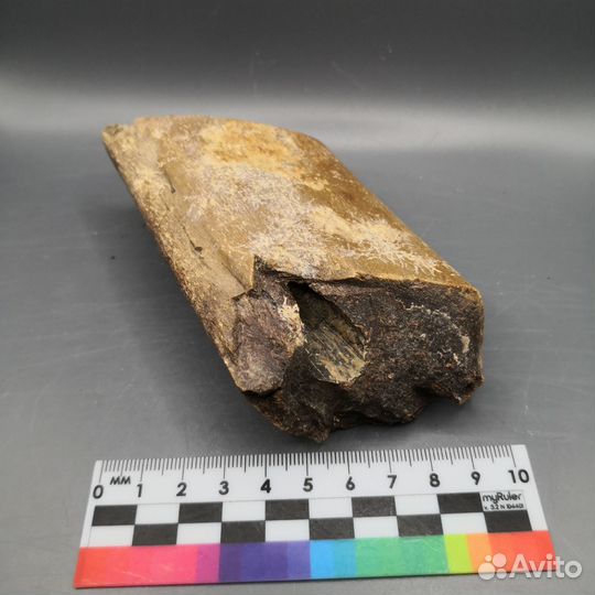 Окаменелые кости ископаемого кита Цетотерия