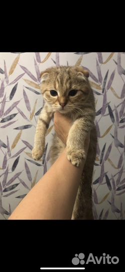 Продаю котов