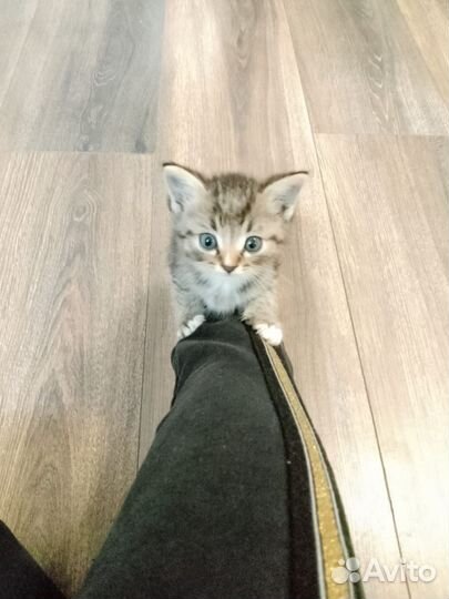 Кошки в добрые руки