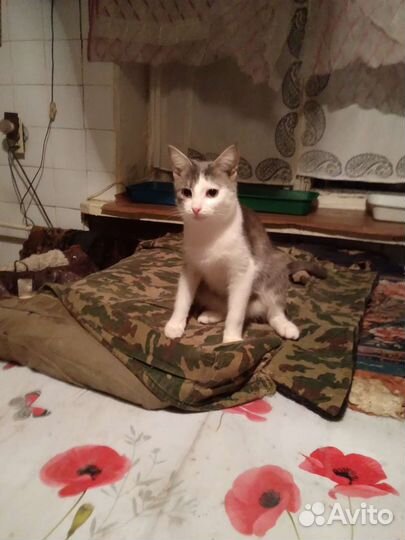 Кошка в дар бесплатно
