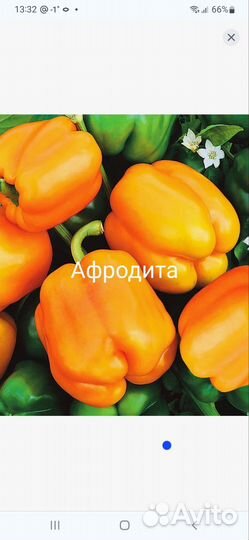 Семена сладкого перца