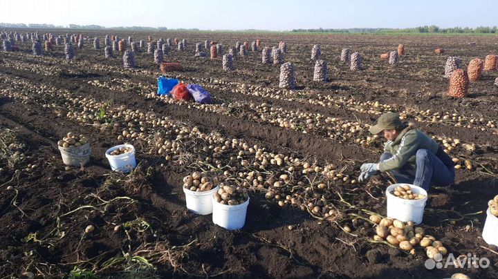 Сборщики картофеля свёклы и моркови