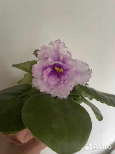 Цветущие Фиалки