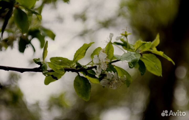 Вега 11У. м39 на Sony nex. Резкий. Бокэшный