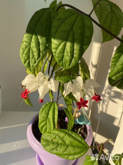 Клеродендрум Томпсон