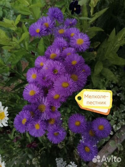 Цветы для сада