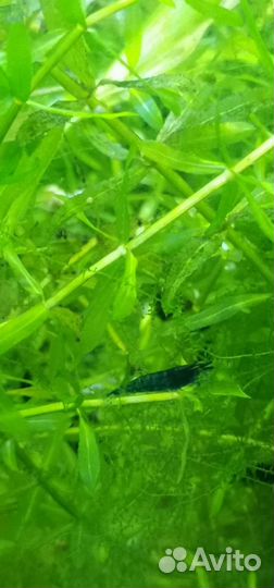 Креветки блю дрим