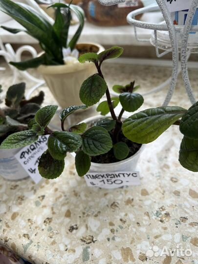 Цветы комнатные