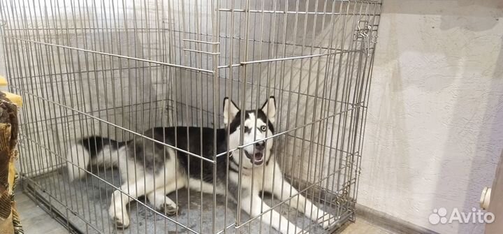 Клетка для собаки