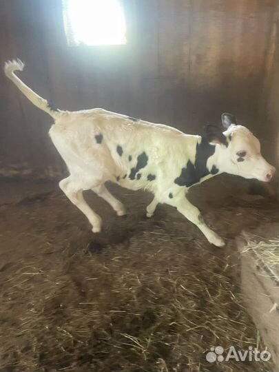 Телка голштин