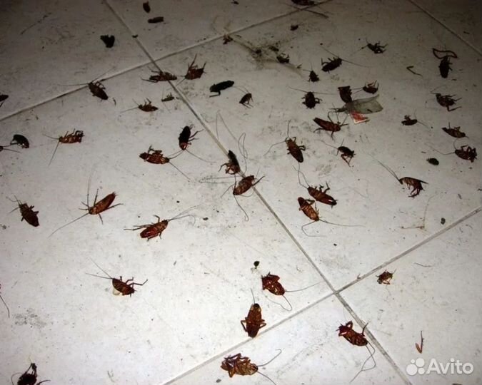 Уничтожение тараканов клопов Дезинфекция