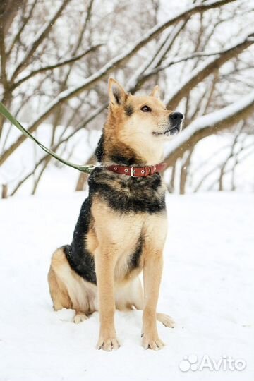 Очень контактный пес Феникс ищет дом