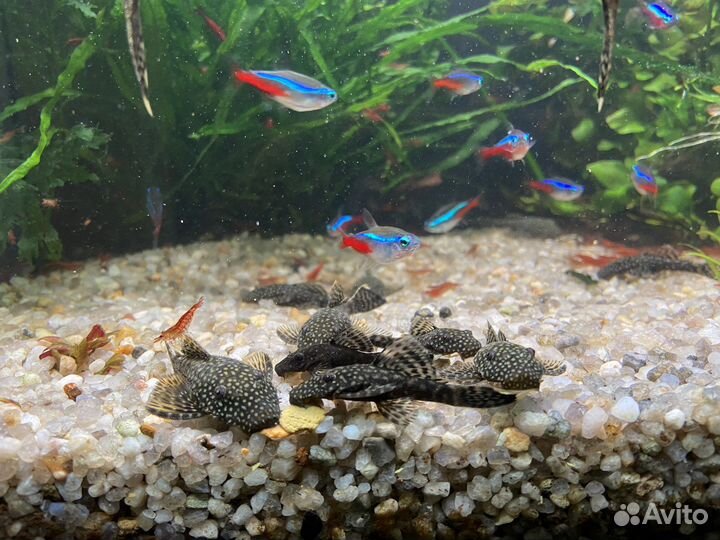 Сомики анциструсы,креветки chery