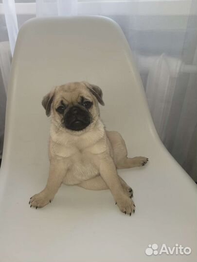 Мопс вязка мальчик