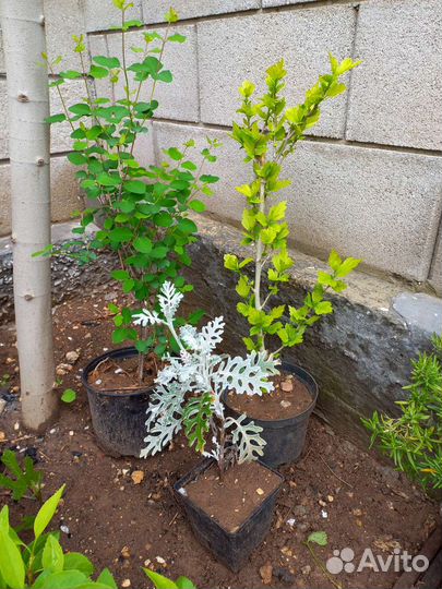 Многолетние садовые растения