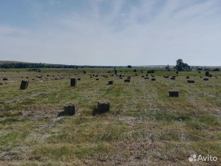 Сено в тюках