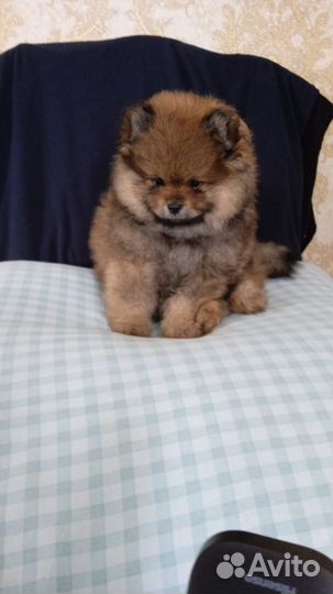 Померанский шпиц медвежьего типа