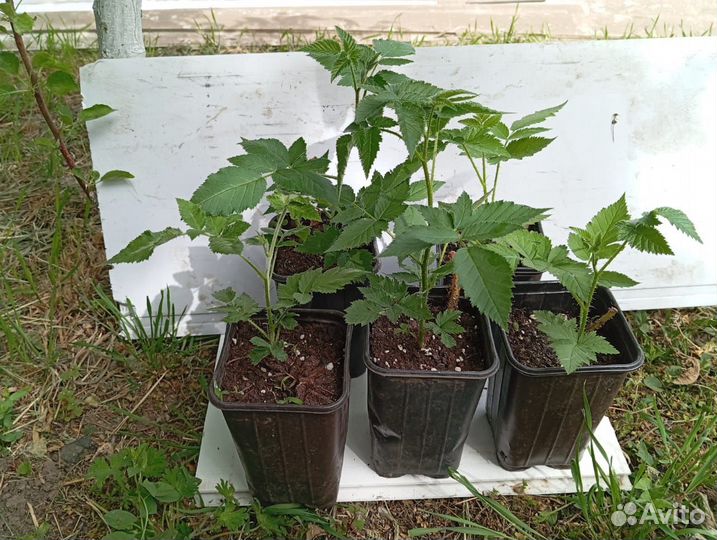 Саженцы ежевики сорт Карака Блэк