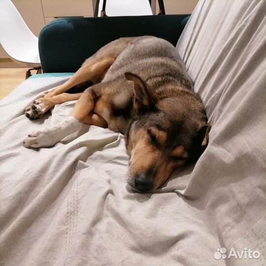 Собака из приюта Хани ждет семью