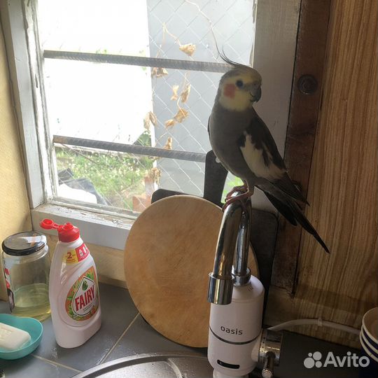 Попугай карелла с клеткой