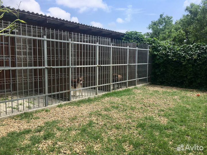 Передержка, Гостиница для собак DogRancho