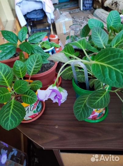 Комнатные цветы