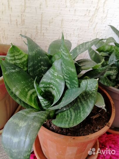 Комнатные цветы