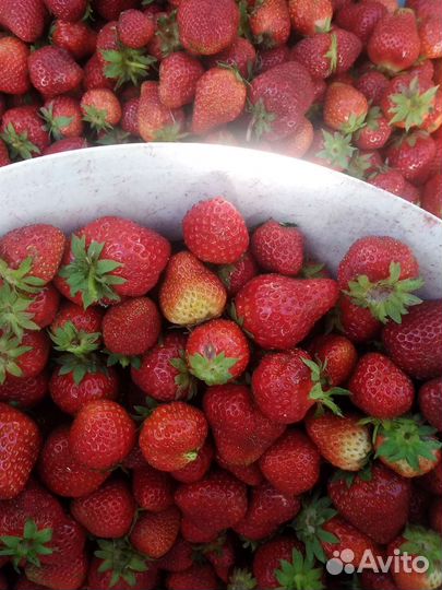 Рассада ремонтантной клубники