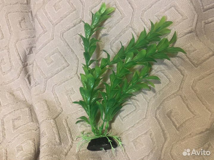 Водоросли для аквариума