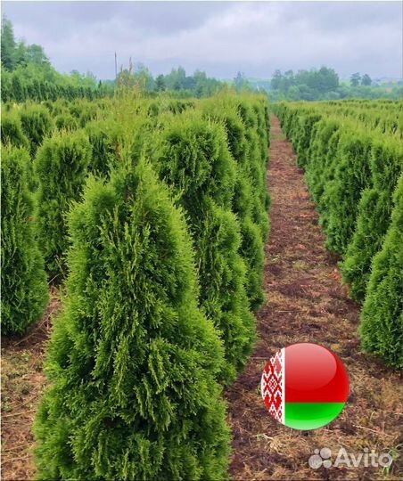 Туя для изгороди