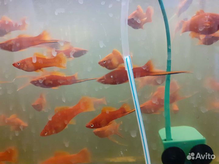 Аквариумные рыбки