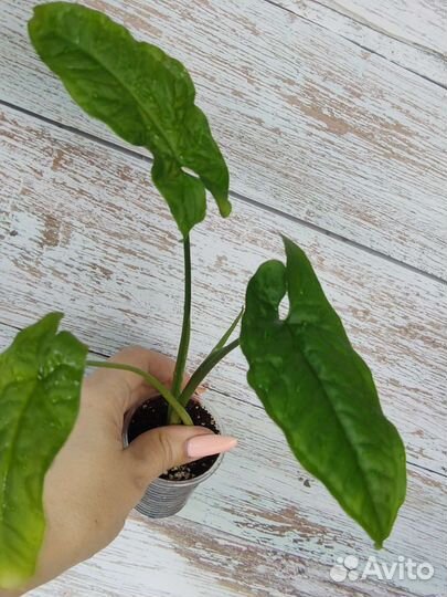 Сингониумы