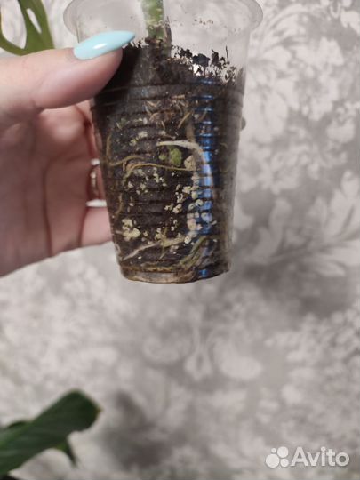 Монстера манки маск