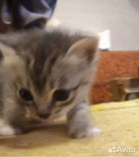 Кот 1 годик
