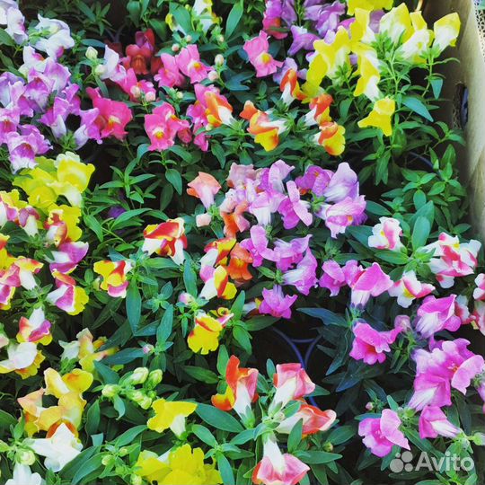 Черенки и Рассада цветов