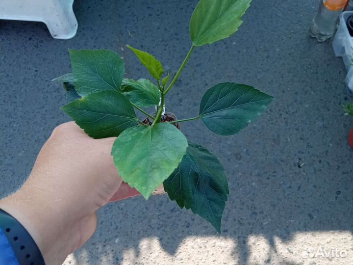 Гибискус комнатный