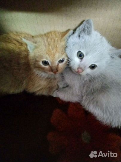 Котёнки в добрые руки