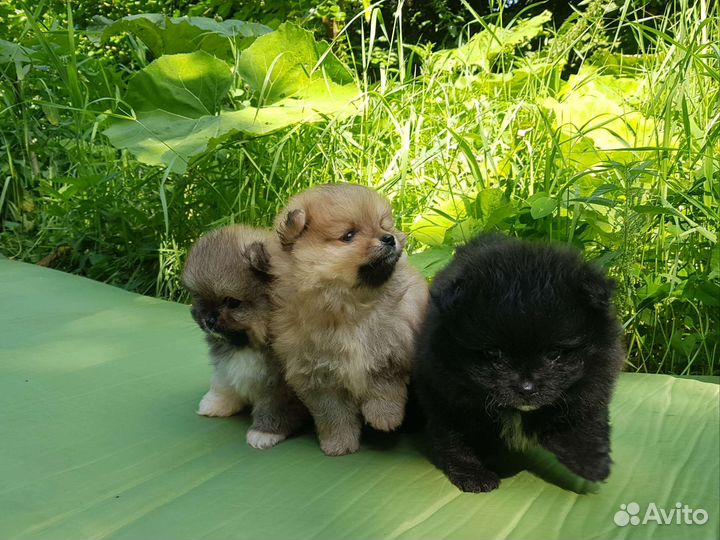 Померанский шпиц щенки