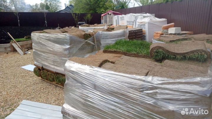 Рулонный газон 