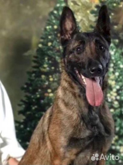 Бельгийская овчарка малинуа щенок