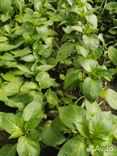 Рассада овощей