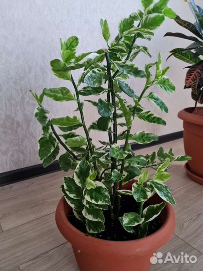 Педилантус