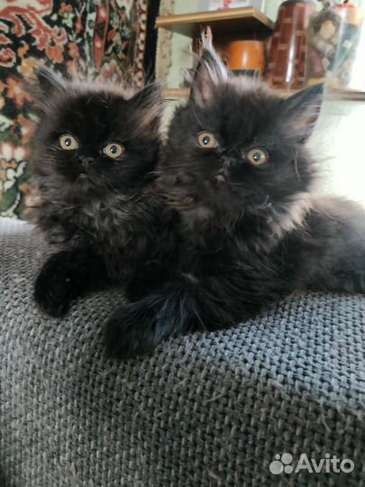 Персидские котята