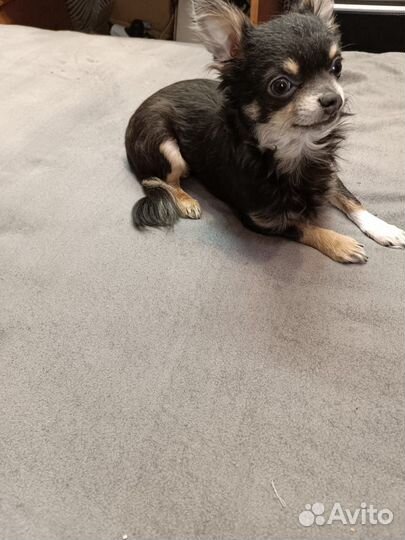 Щенки чорки