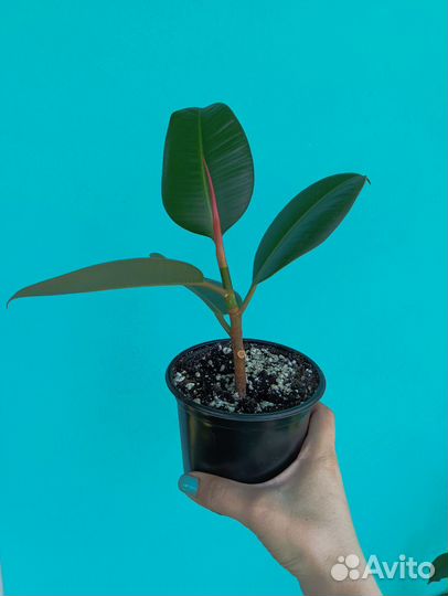 Фикус каучуконосный