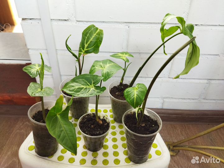 Сингониум. Укоренённые детки