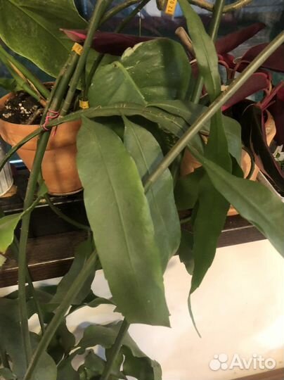 Эпифиллум черенки