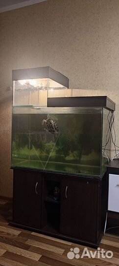 Красноухая черепаха и аквариум