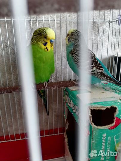 2 попугайчика с клеткой